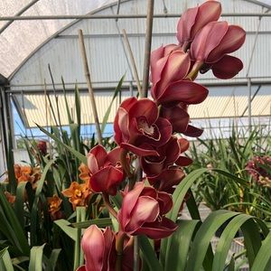 Meet your Posher, Kristin